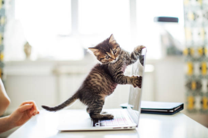 The cat is enjoying its favourite sound on the laptop