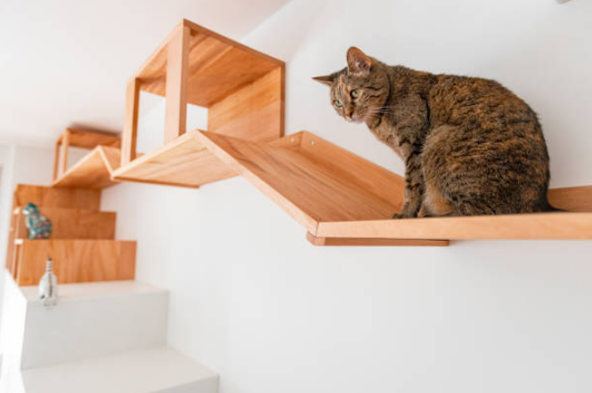 Cat enjoys their playtime