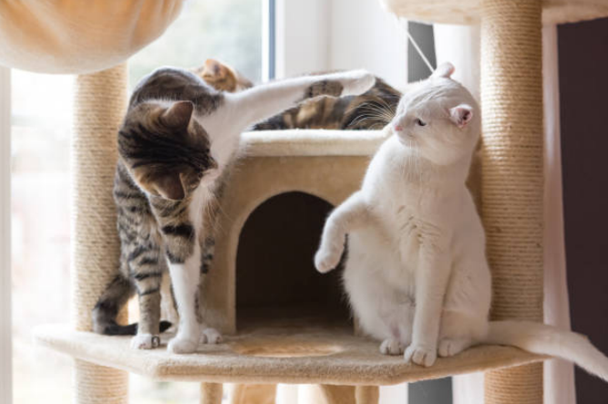 When to give up on cats getting along