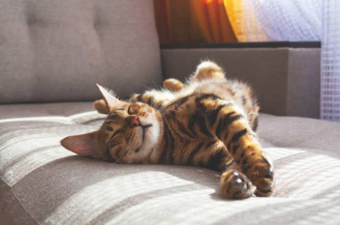 Cat is playing in the new environment