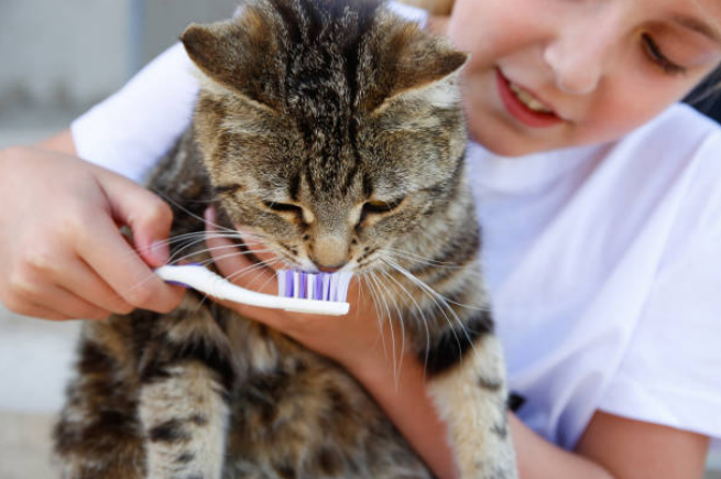 How to brush a cat's teeth