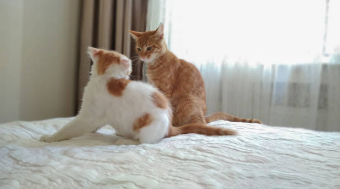 How to make cats friends with each other