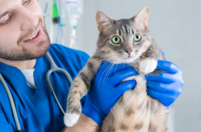 Proper hydration and regular checkups keep your cat happy and healthy.
