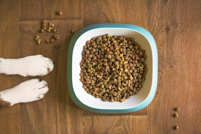 Dog food in a pet feeder
