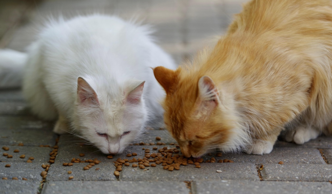 Two cats eating food together
