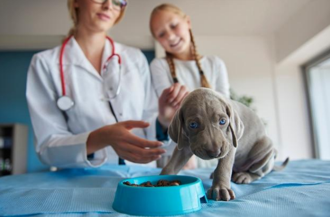 dog at the veterinary clinic