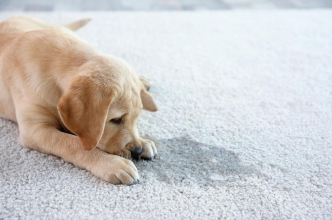 sick and tired dog because of diarrhea