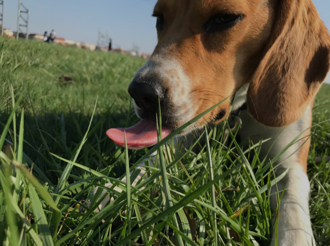 dog eating grass