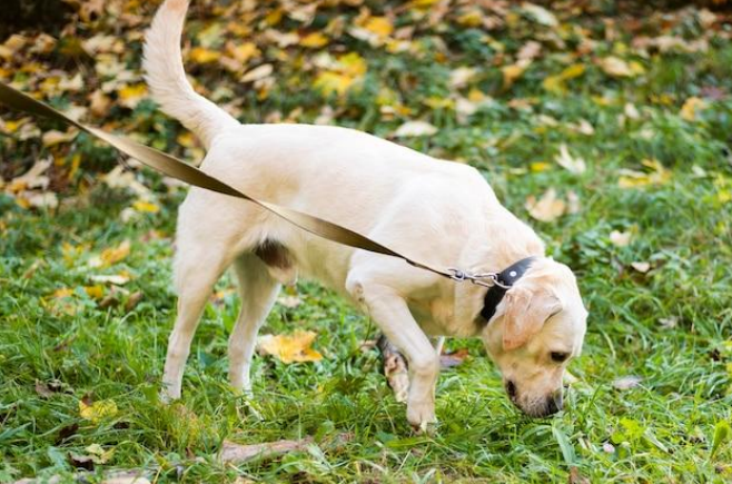 dog trying to eat grass