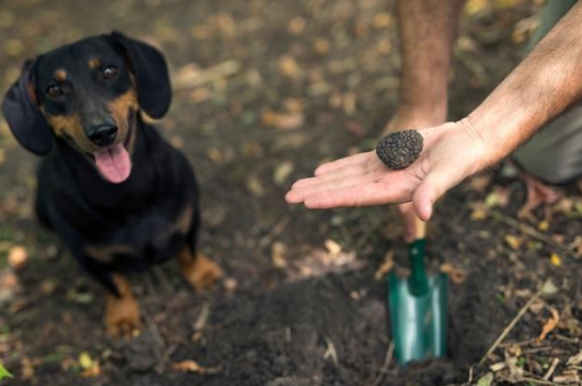 dog’s dark stool in owners hand