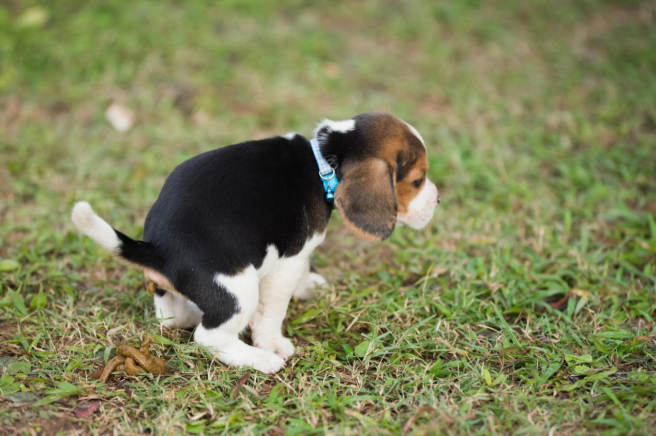 dog pooping on grass