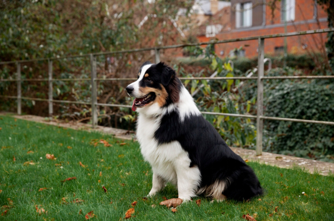 burnese mountain dog sitting in the garden