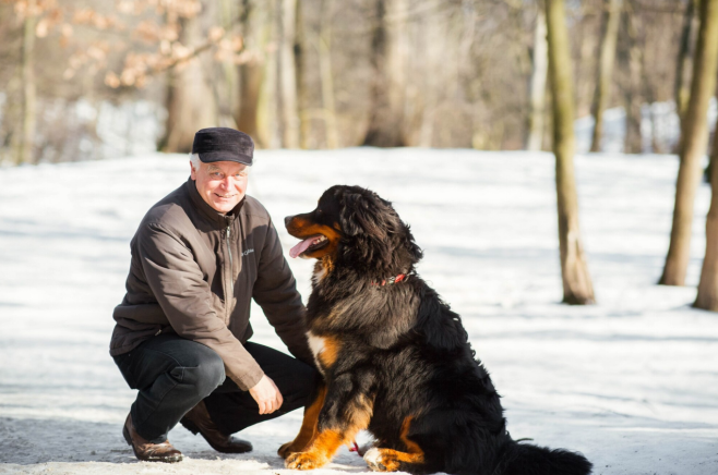 burnese mountain dog with an old man on snow