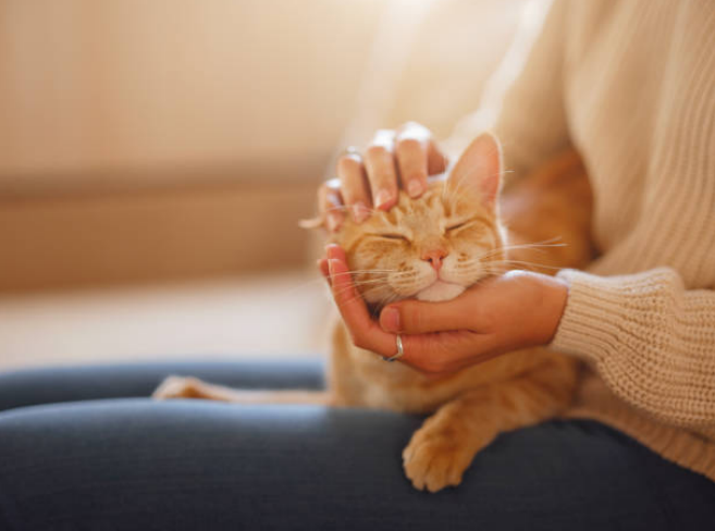 cat rubbing back on floor