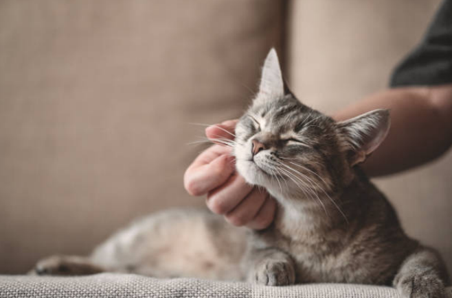 common cat dislikes