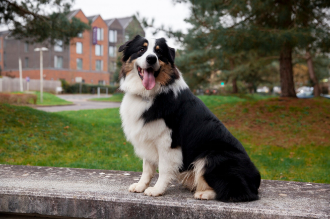 burmese mountain dog sitting