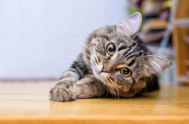 Why Do Cats Roll Around