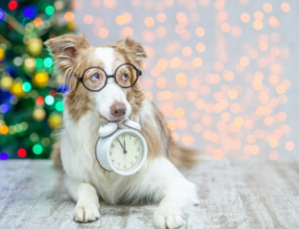 Dog with a clock