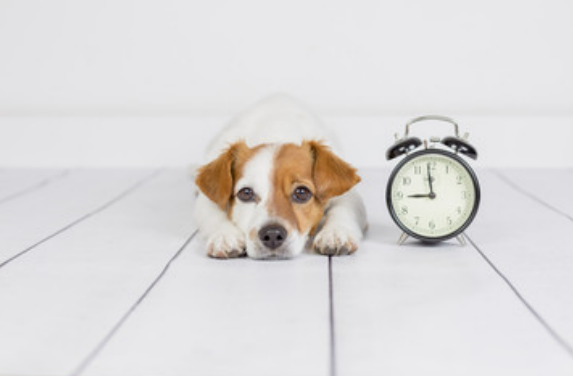 Dog with a clock