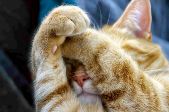 Cat habits while sleeping