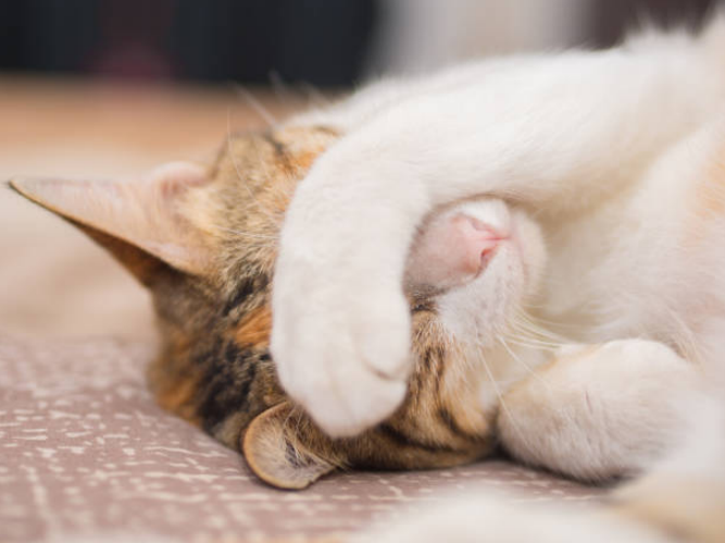 why do cats sleep with paws over eyes