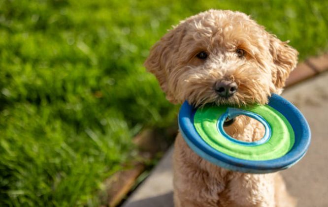 Poodle Mix Breeds