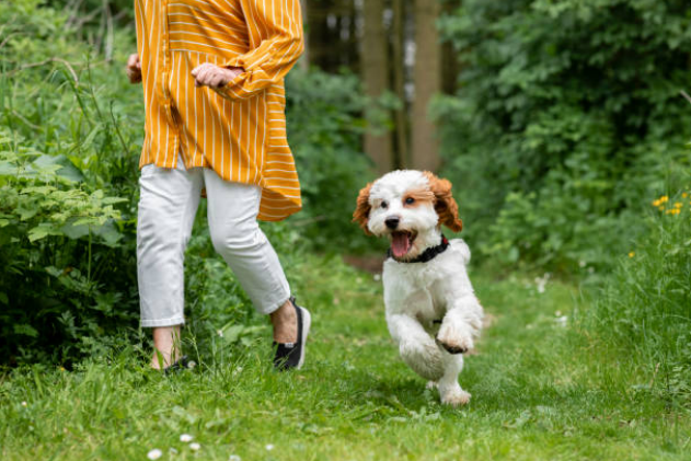 poodle dog breeds