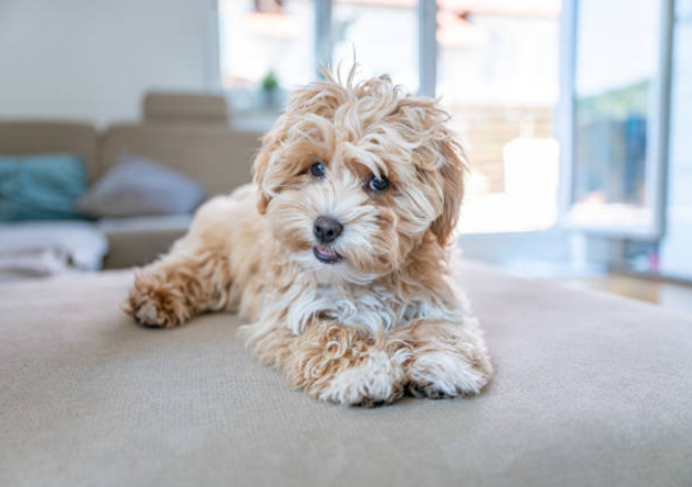 Poodle Mix Breeds of four leg friend