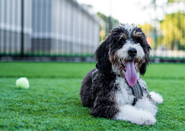 Poodle Mix Breedss