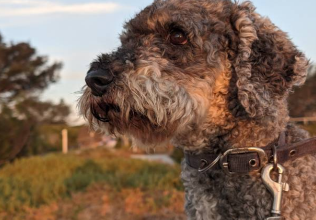 mini poodle mixes