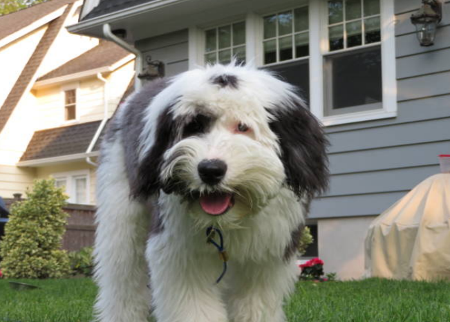 popular poodle hybrids