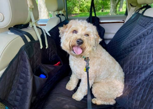 best poodle mixes