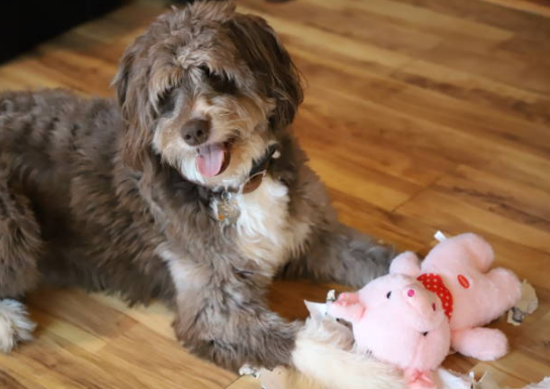 mini poodle mixes