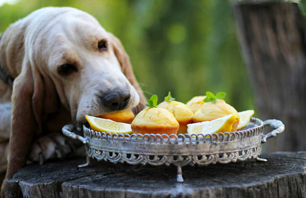 What Smells Do Dogs Hate
