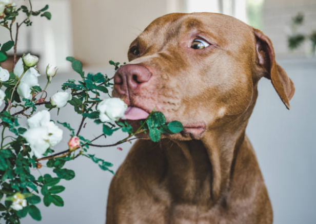 smells that repel dogs naturally