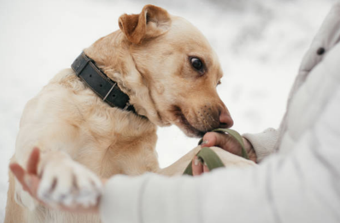 What Smells Do Dogs Hate? Scents That Keep Dogs Away