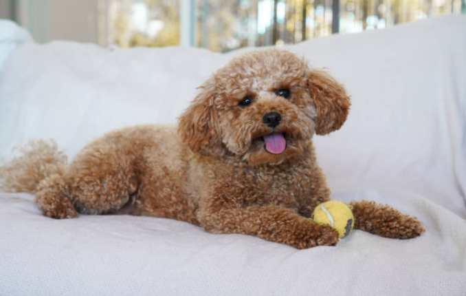 best poodle mixes