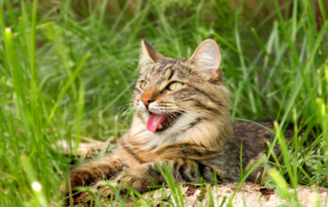 Cat looks shocked