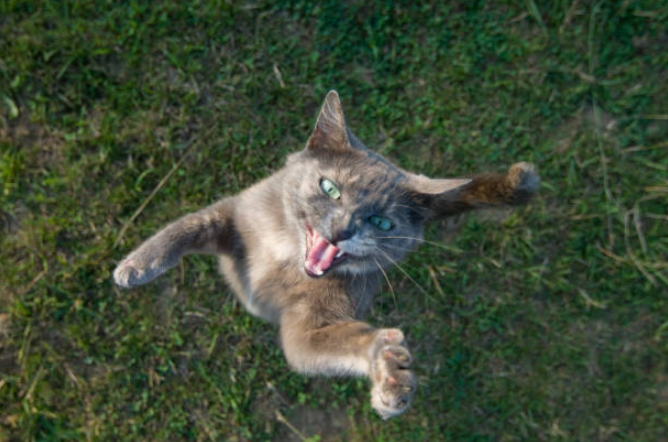cat attacking in dream meaning