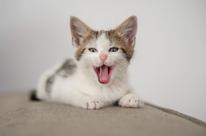 cat opening mouth