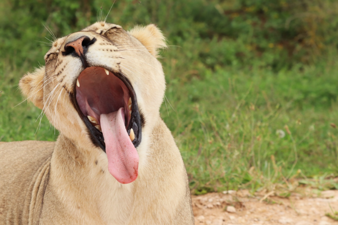 lion opening mouth
