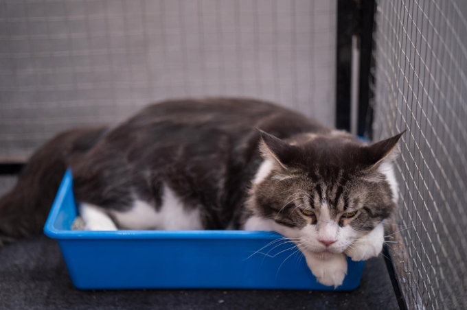 cat resting in box