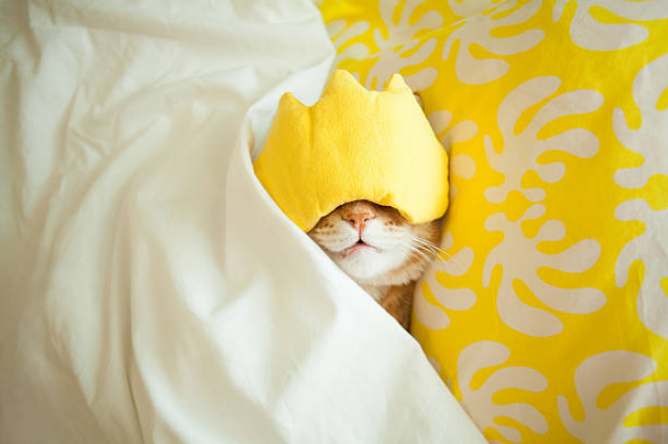 The Meaning of Cats in Dreams