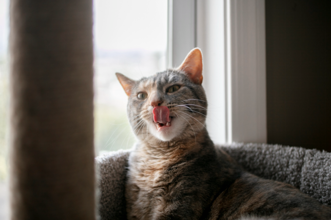 Flehmen Response in Cats: Complete Guide for Cat Owners