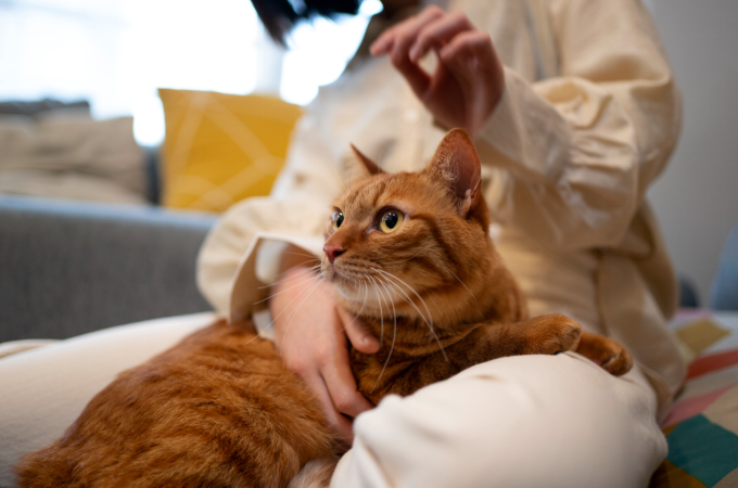 cat sitting in lap