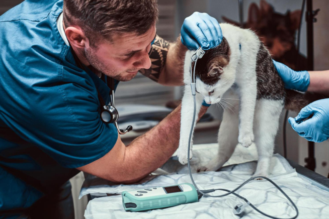 vet checking the cat