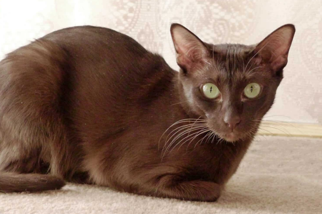 havana brown cat breed