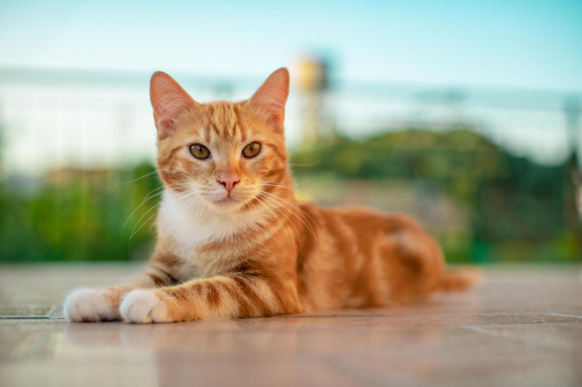 brown tabby cat breed