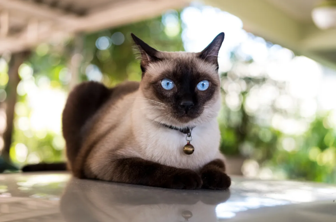 siamese chocolate point cat