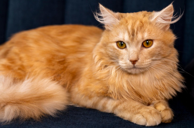 Top Brown Cat Breeds Picks: From Havana Brown to Bengal